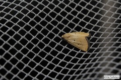 Marimatha nigrofimbria