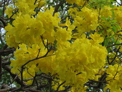 Handroanthus serratifolius