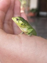 Polychrus marmoratus