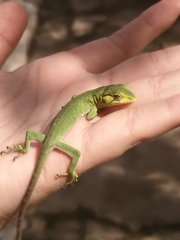 Polychrus marmoratus