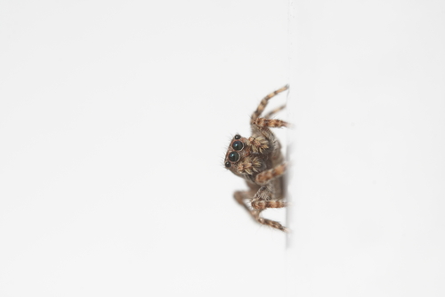 Asiatic Wall Jumping Spider photo 4