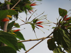 Helicteres heptandra