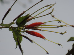 Helicteres heptandra