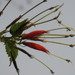 Helicteres heptandra - Photo (c) Wilton Oliveira Matos, some rights reserved (CC BY-NC-ND), uploaded by Wilton Oliveira Matos