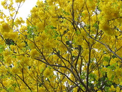 Handroanthus serratifolius