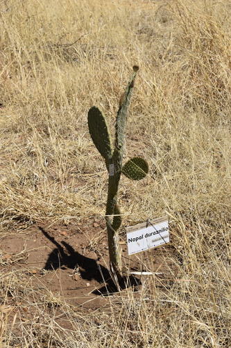 Image of Opuntia durangensis by (c) Norma Piedra, some rights reserved (CC BY)