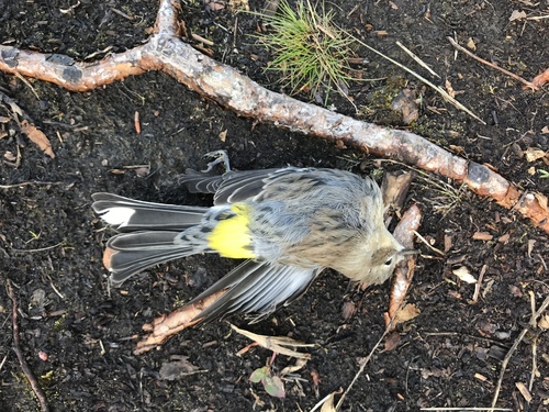 Yellow-rumped Warbler photographed in Alaska