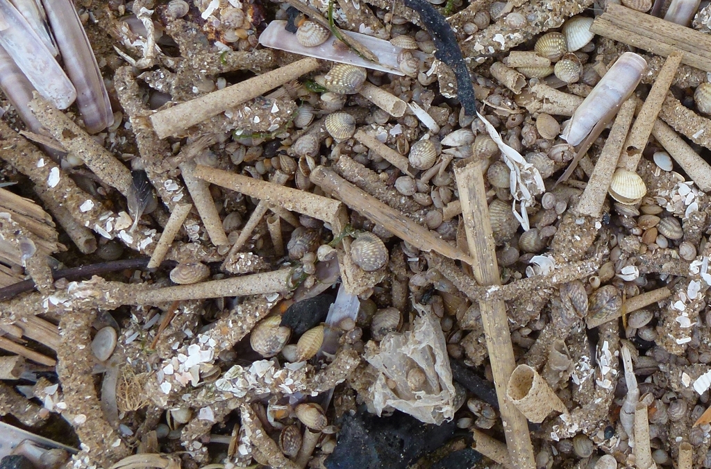 Pectinaria belgica