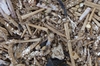 Pectinaria belgica - Photo (c) Susan Marley, some rights reserved (CC BY), uploaded by Susan Marley