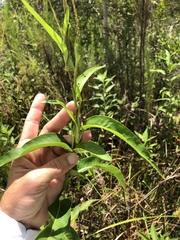 Persicaria glabra