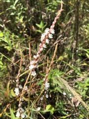 Persicaria glabra