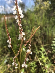 Persicaria glabra