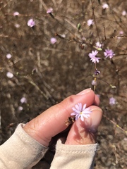 Lessingia arachnoidea