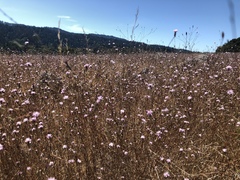 Lessingia arachnoidea