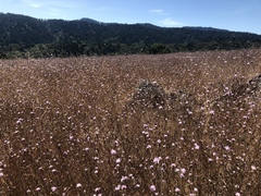 Lessingia arachnoidea