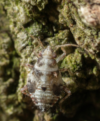 Deraeocoris