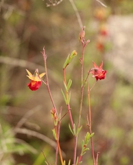 Hermannia filifolia