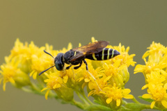 Philanthus lepidus