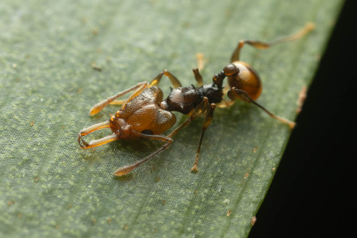 Orectognathus elegantulus