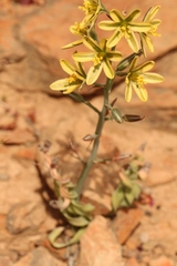 Albuca concordiana
