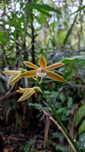 Phaius indigoferus