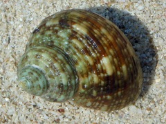 Turbo intercostalis