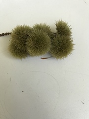 Castanea pumila