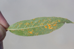 Melampsora epitea