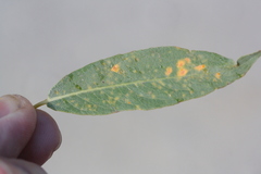 Melampsora epitea