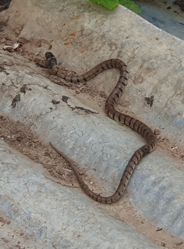 Eastern Brown Snake sighting