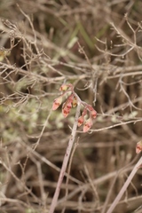 Cotyledon papillaris