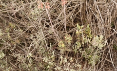 Cotyledon papillaris