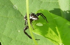 Dendryphantes zygoballoides