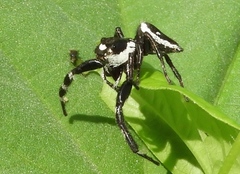 Dendryphantes zygoballoides
