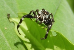 Dendryphantes zygoballoides