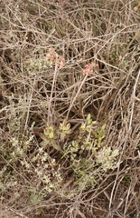 Cotyledon papillaris