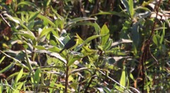 Pseudocolopteryx acutipennis