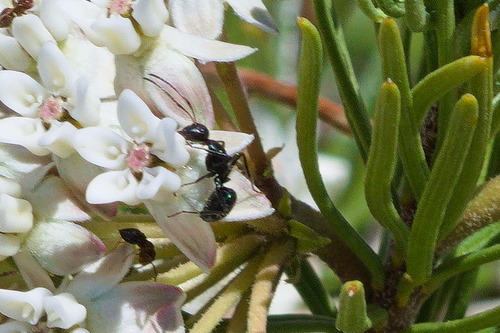 Camponotus ulcerosus