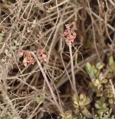 Cotyledon papillaris