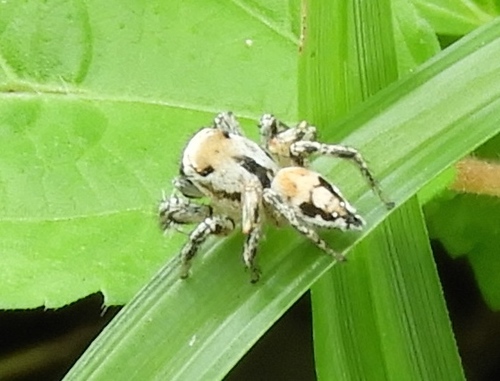 Aztec Paradise Spider