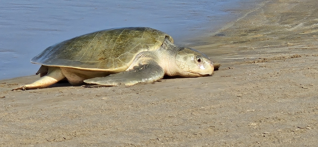 Kemp's ridley turtle crawling back toward the sea