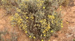 Crassothonna cacalioides