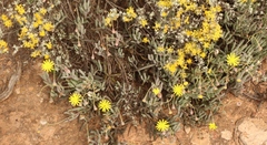 Crassothonna cacalioides