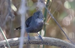 Cercomacra melanaria