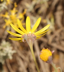 Crassothonna cacalioides