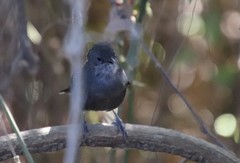 Cercomacra melanaria