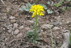 Erysimum perenne