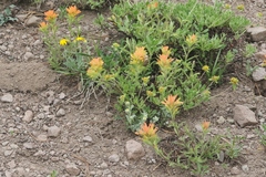 Castilleja applegatei breweri