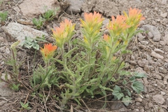 Castilleja applegatei breweri