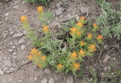 Castilleja applegatei breweri